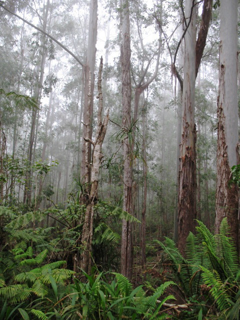 cloud forest above Kona coffee land