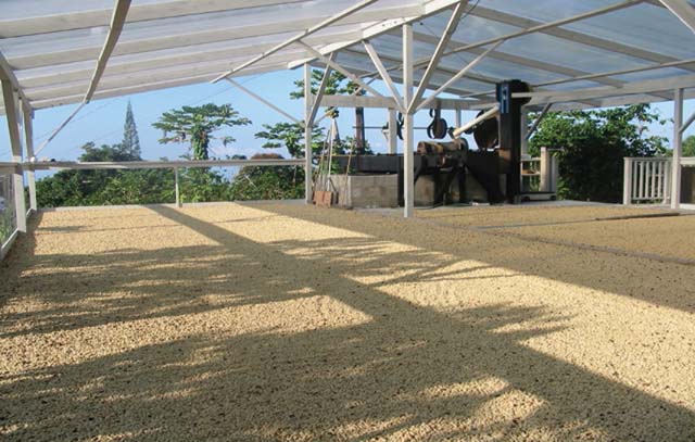 sun drying of the parchment coffee in Kona