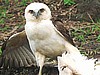 Rare Hawaiian Hawk in Kona