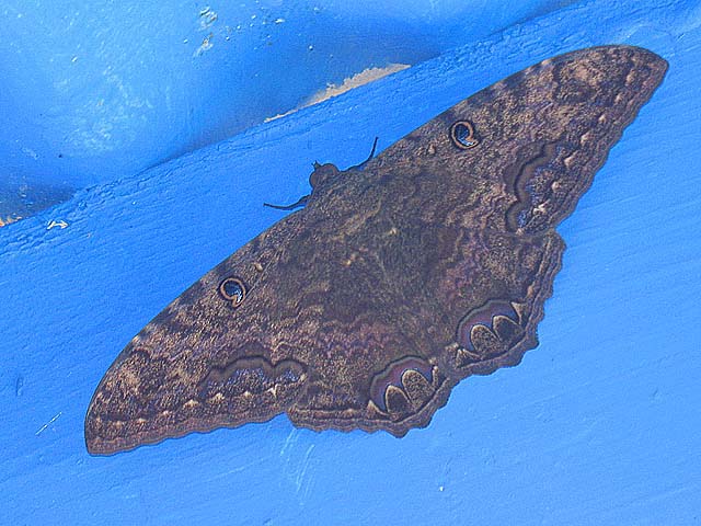 giant moth on the porch