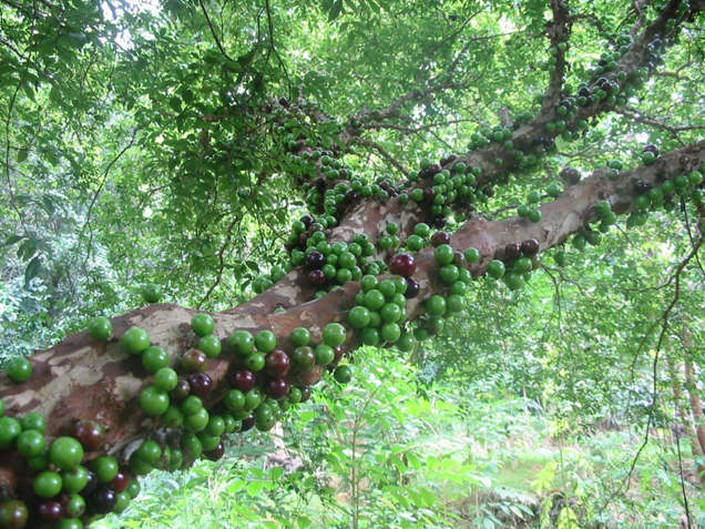 jaboticaba tree