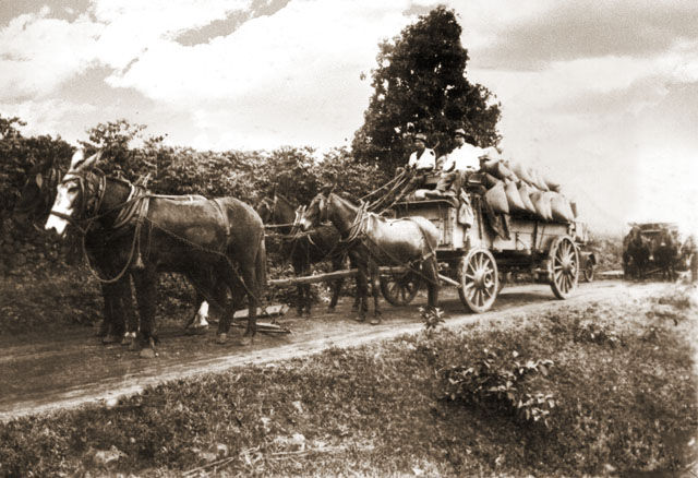 Kona Coffee harvest 1915