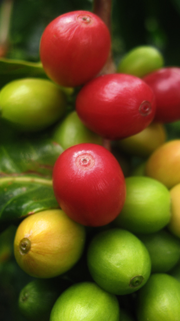 Ripening of the Kona coffee cherries