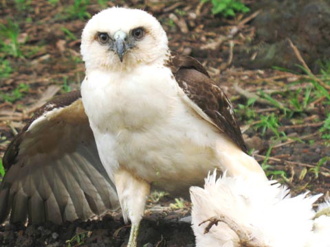Rare Hawaiian Hawk in Kona