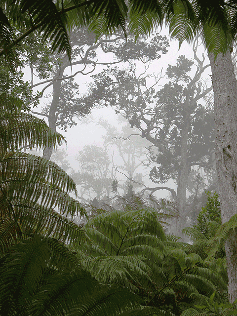 South Kona rain forest