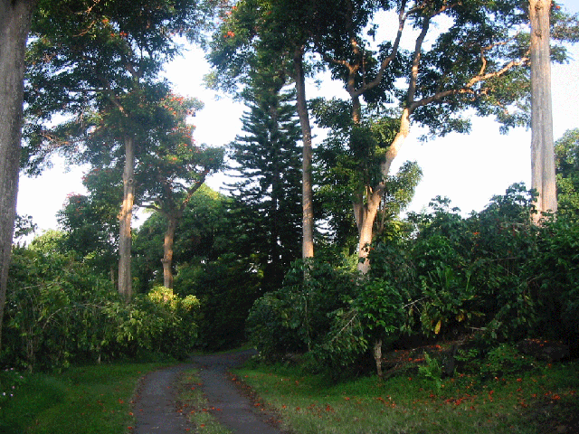 Kona farm road