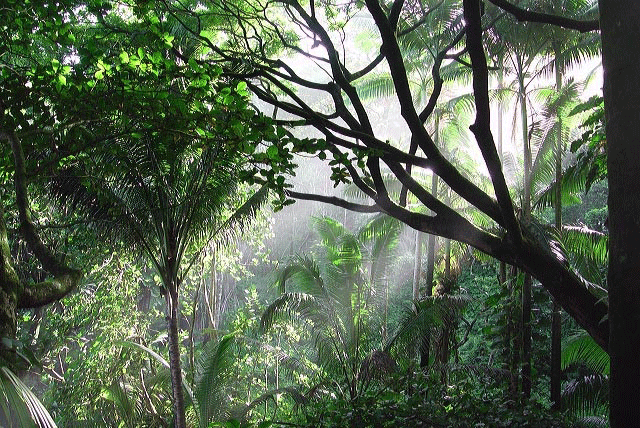 only dense jungle above