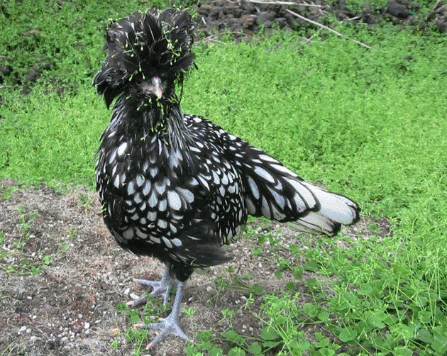 chick covered in chickweed