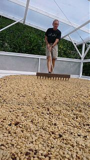 kona coffee, coffee farm, KONA, blue horse kona coffee