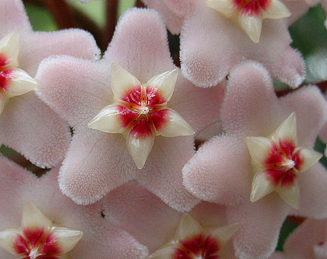 flowering vine