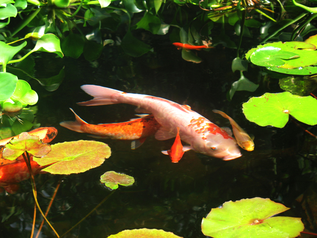 our ponds' inhabitants