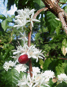 Kona coffee flowers & cherry