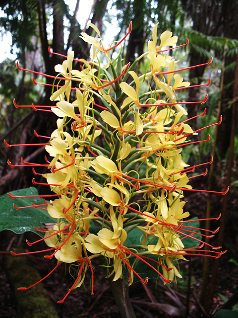 wild ginger blossom