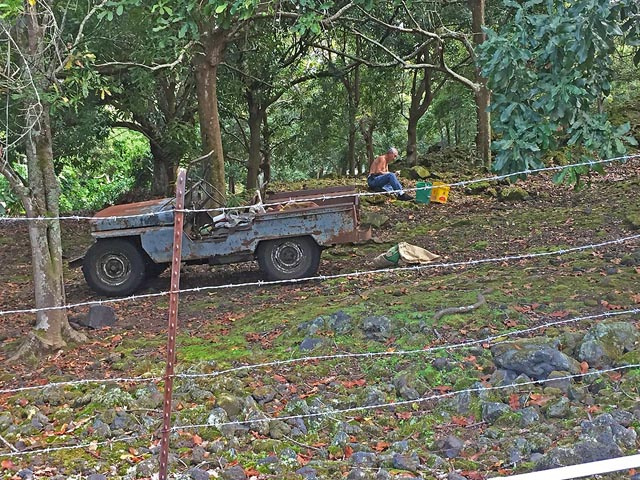 Macadamia nut orchard and its owner