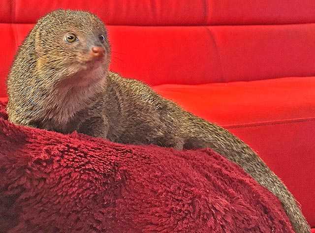 Tame mongoose