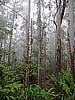 cloud forest above Kona coffee land