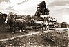 Kona Coffee harvest 1915