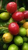 Ripening of the Kona coffee cherries