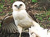 Rare Hawaiian Hawk in Kona