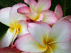 plumerias