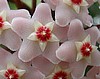 flowering vine