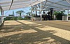 sun drying of the parchment coffee in Kona